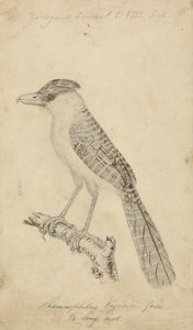 Géant Fourmilier - James Sowerby