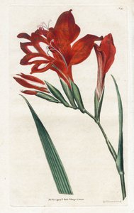 Glaïeul cardinal