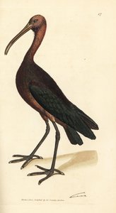 Ibis lustré, Plegadis falcinellus (Ibis de la baie, Tantalus falcinellus) - James Sowerby