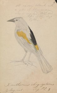 Cacique à ailes dorées - James Sowerby