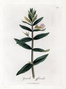 Gratiole officinale - Hysope des haies, Gratiola officinalis. Gravure à la main d