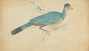 Grand Turaco bleu - James Sowerby