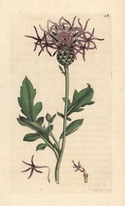 Centaurea scabieuse, Centaurea scabiosa - James Sowerby