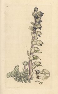 Grande cardamine, Lathraea squamaria. Gravure à la main d