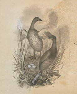 Grèbes