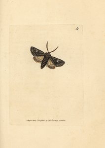 Noctuelle verte