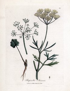 Anis vert (Pimpinella anisum) - James Sowerby