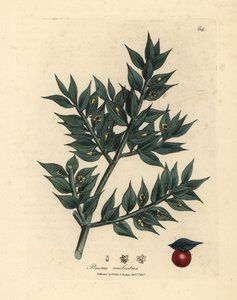 Ruscus aculeatus - James Sowerby