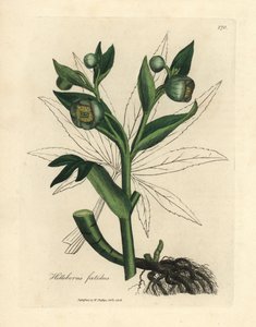 Hellébore fétide à fleurs vertes, Helleborus foetidus - James Sowerby
