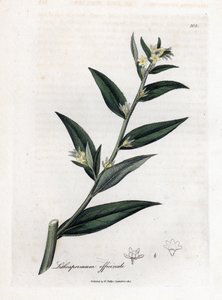 Grémil officinal ou herbe aux perles - Grémil, Lithospermum officinale. Gravure à la main en couleur d