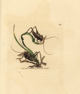 Grillon gris, Platycleis grisea (Sauterelle grise, Locust grisea). Gravure à la main en cuivre colorée par James Sowerby de The British Miscellany, ou Figures colorées de sujets animaux nouveaux, rares ou peu connus - James Sowerby