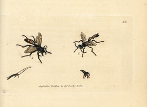 Guêpe des sables poilue, Podalonia hirsuta (Ammophila hirsuta) - James Sowerby