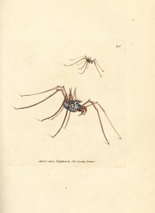 Faucheur, Megabunus diadema - James Sowerby
