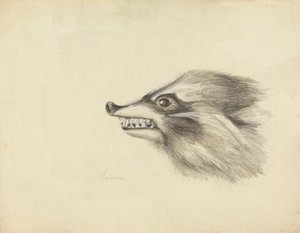 Tête de raton laveur
