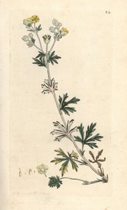 Potentille argentée, Potentilla argentea. Gravure à la main d