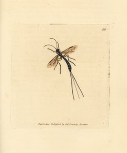 Mouche ichneumon, Rhyssa persuasoria - James Sowerby