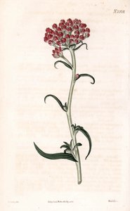 Immortelle étoilée, illustration botanique de James Sowerby du Botanical Magazine de Samuel Curtis - James Sowerby