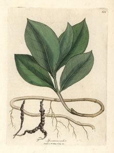 Ipecacuanha - James Sowerby