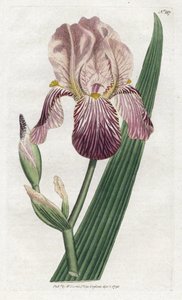 Iris à odeur de sureau