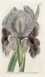 Iris de Chalcedoine ou Susa - James Sowerby