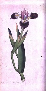 Iris versicolore, planche 21 du 