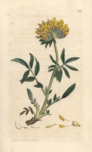 Anthyllide vulnéraire - James Sowerby