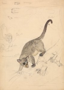 Kinkajou