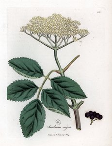 Sureau noir - Sureau noir commun, Sambucus nigra. Gravure sur cuivre coloriée à la main d