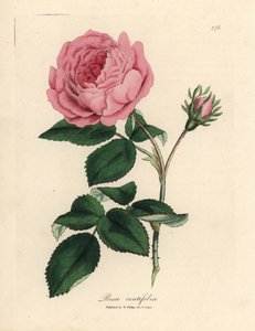 Grande rose cent-feuilles rose, Rosa centifolia - James Sowerby