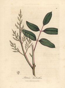 Feuilles et fleurs de l
