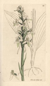 Orchis à deux feuilles, Platanthera bifolia - James Sowerby