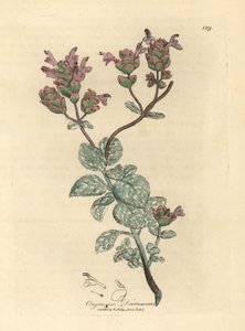 Dictame de Crète à fleurs lilas, Origanum dictamnus - James Sowerby