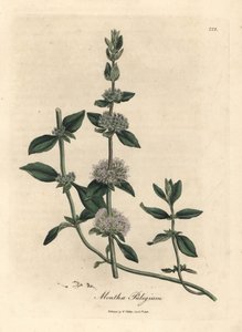 Mentha pulegium