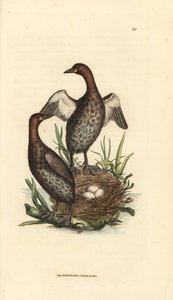 Grèbe castagneux, Tachybaptus ruficollis (Petit grèbe à menton noir, Colymbus hebridicus?). Paire sur nid avec trois œufs. Gravure en cuivre colorée à la main par James Sowerby du British Miscellany, ou Figures colorées de sujets animaux nouveaux, rares ou