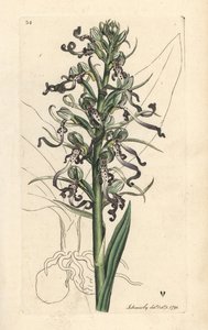 Orchis bouc, Himantoglossum hircinum (Satyre bouc ou ochis, Satyrium hircinum). Gravure à la main en cuivre d