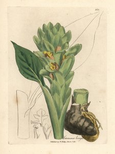 Curcuma longa
