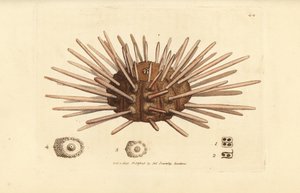Oursin de mer à longues épines, Cidaris cidaris (Echinus cidaris) - James Sowerby