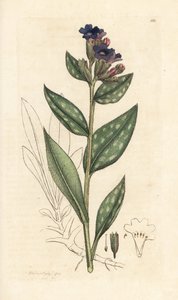 Pulmonaire officinale, Pulmonaria officinalis. Gravure à la main d