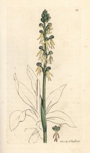 Orchis homme-pendu, Orchis anthropophora. Gravure à la main d