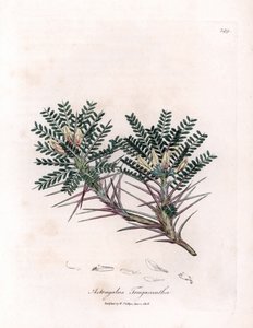 Astragale de Marseille ou coussin de mère - Astragale épineux, Astragalus tragacantha. Gravure à la main en couleur d