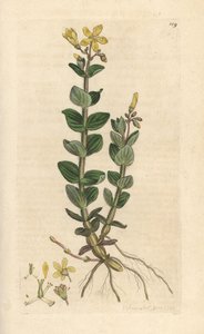 Millepertuis des marais, Hypericum elodes - James Sowerby