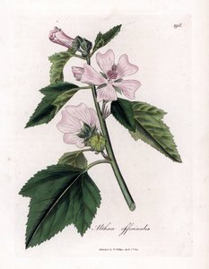 Guimauve officinale ou guimauve sauvage ou guimauve blanche, Althaea officinalis. Gravure à la main d