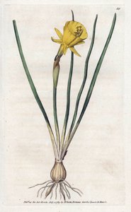 Trompette de Méduse