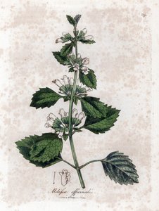 Mélisse officinale - Mélisse officinale, Melissa officinalis. Gravure sur cuivre coloriée à la main d