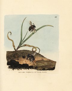 Abeille minière, Andrena nigroaenea (Melitta nigro-aenea)