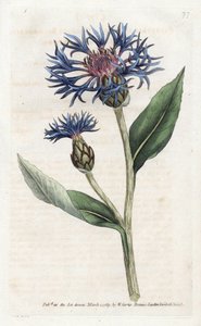 Centaurea montana ou Bleuet vivace - James Sowerby