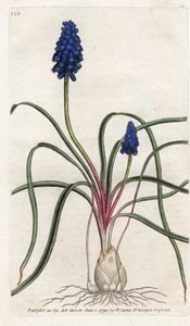 Muscari à touffe ou muscari négligé - Lithographie par James Sowerby (1757-1822), tirée du « Botanical Magazine » de William Curtis (1746-1799)