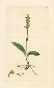 Orchis musc, Herminium monorchis - James Sowerby