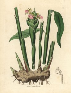Gingembre à feuilles étroites, Zingiber officinale - James Sowerby