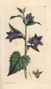 Campanule gantelée, Campanula trachelium